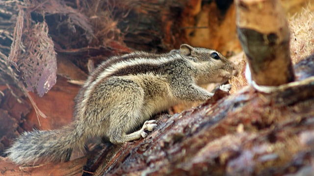 খেজুরগাছে রস খাওয়া