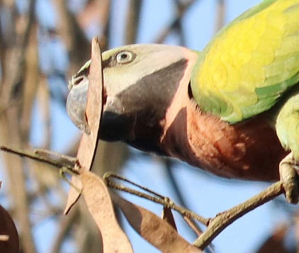 ফলেই যত আগ্রহ টিয়া পাখির
