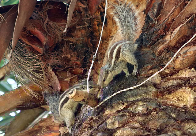 দল বেঁধে খেজুরের রস খাওয়া