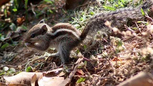 খাবার পেয়ে খেয়ে নেওয়া
