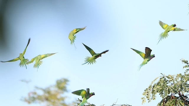 দল বেঁধে উড়ে চলা