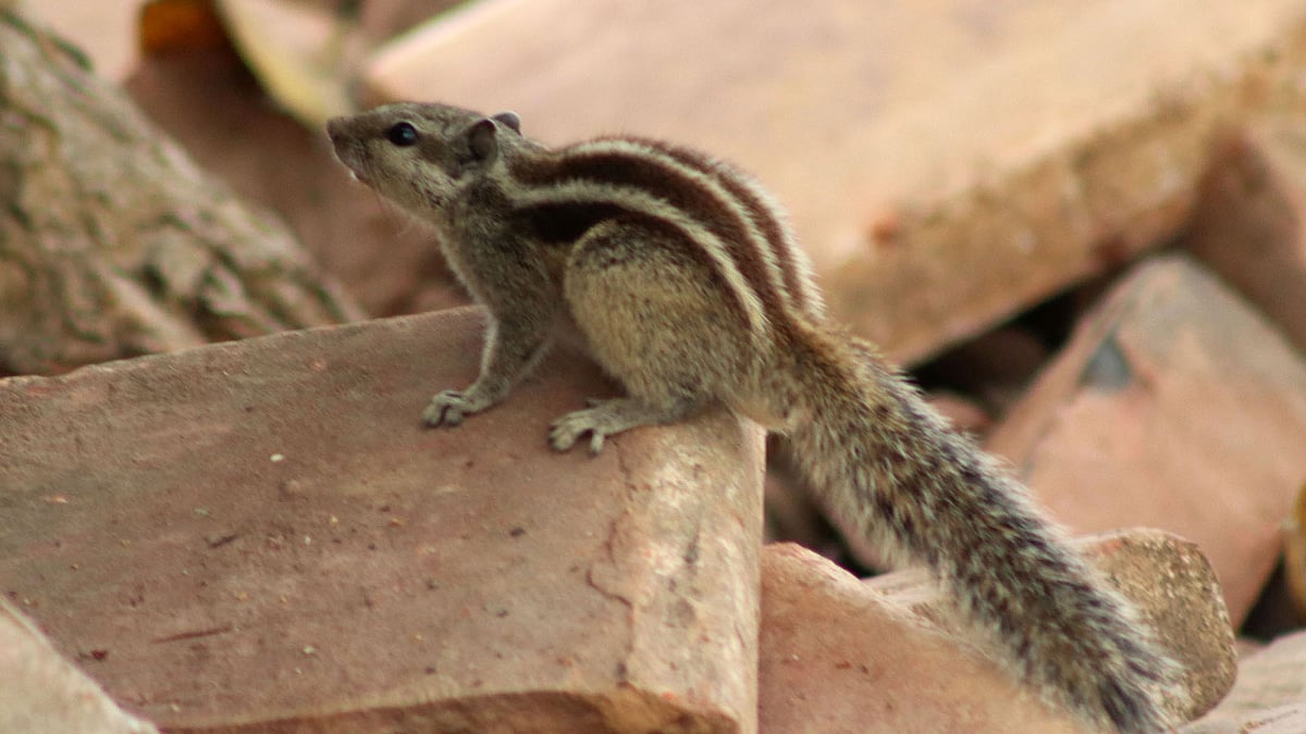 খাবারের খোঁজে বেড়ানো
