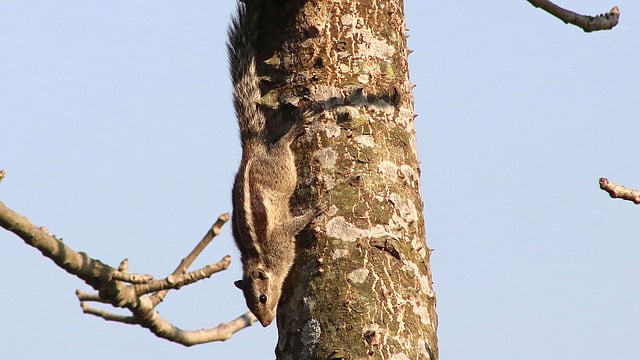 উঁচু গাছ থেকে নেমে আসা