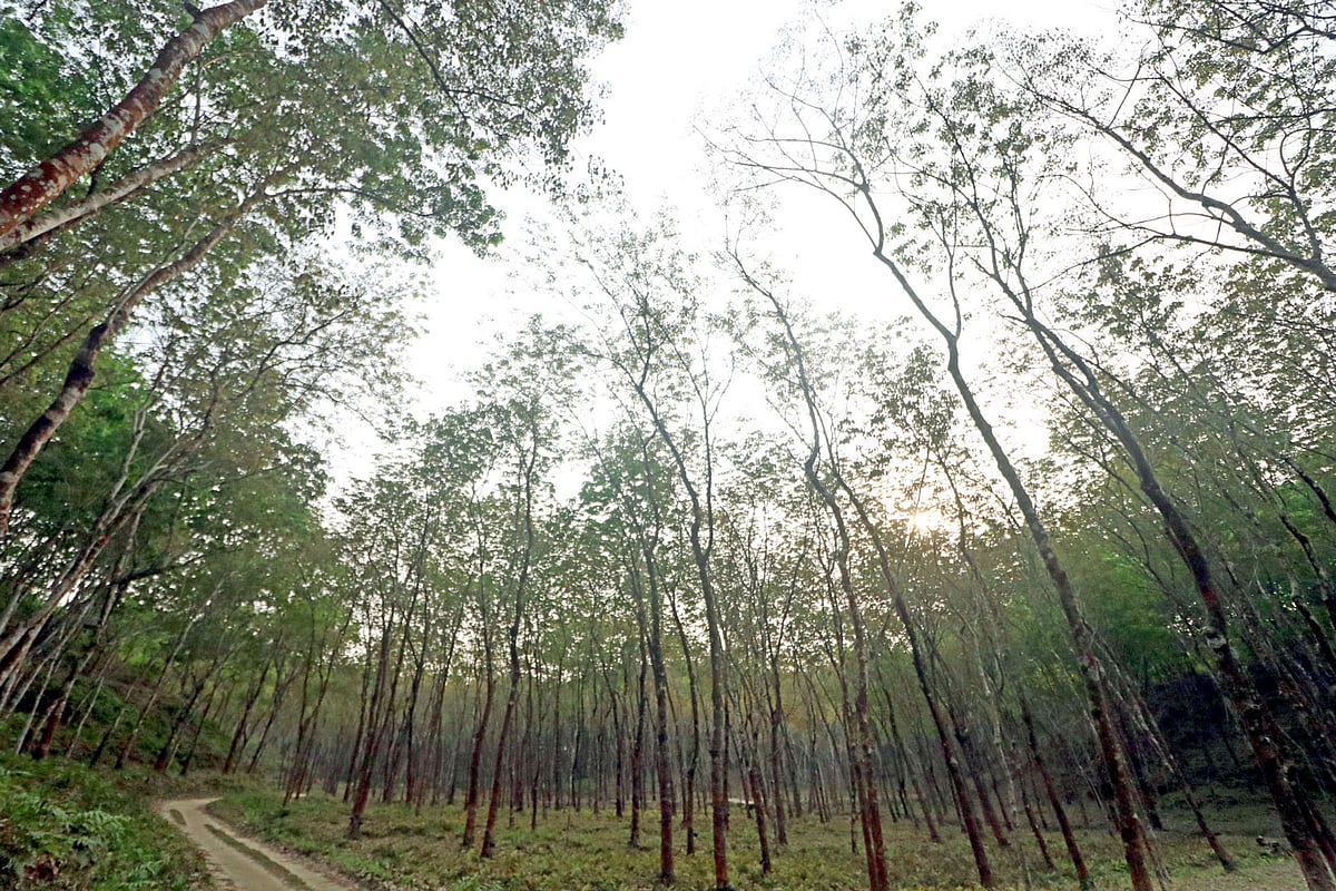 নতুন কচি পাতায় সজীব সরু গাছগুলো