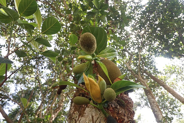 এক গাছে অনেক কাঁঠালের মুচি।