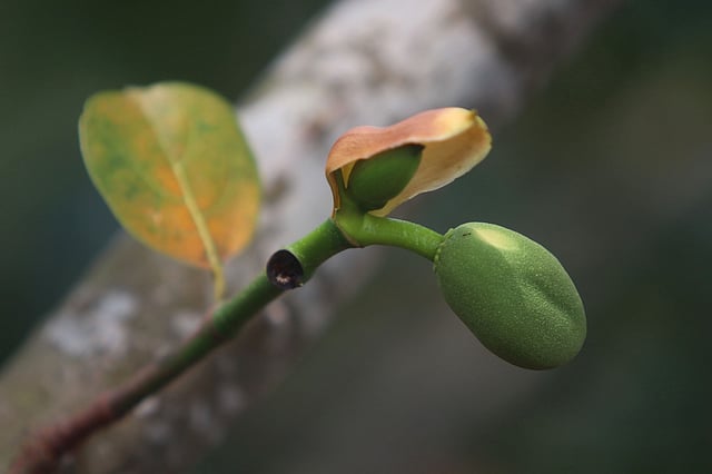 গাছে আসছে ফল।