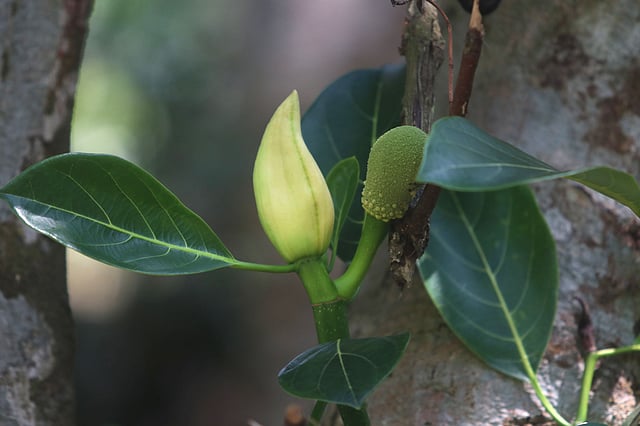 কাঁঠালের কচি মুচির সৌন্দর্যে মুগ্ধ হতে হয়।
