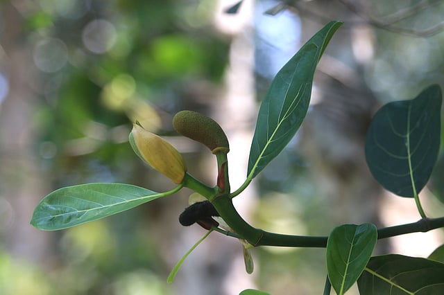 কিছু ফল ঝরে যাওয়ার আগে কালো হয়ে যায় যাচ্ছে।