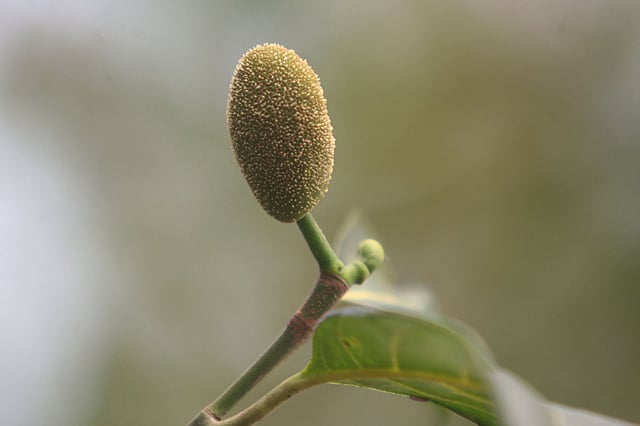কাঁঠালের মুচির সৌন্দর্যও কম নয়।