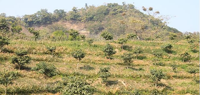 আনারসের বাগান। ছবি: লেখক