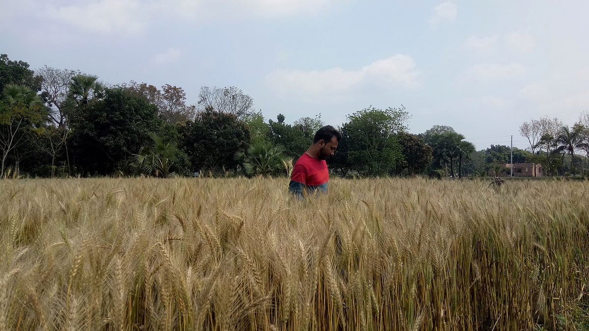 গমখেতে এক কৃষক। সোমবার যশোরের বাঘারপাড়ার কড়াইতলায়।  প্রথম আলো