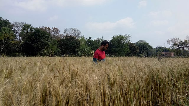 গমখেতে এক কৃষক। সোমবার যশোরের বাঘারপাড়ার কড়াইতলায়।  প্রথম আলো