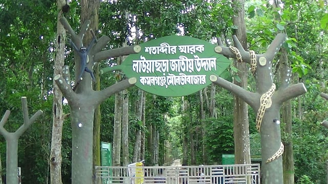 মৌলভীবাজারের লাউয়াছড়া জাতীয় উদ্যান। ছবি: প্রথম আলো