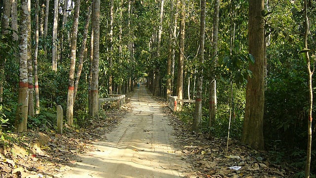 মৌলভীবাজারের লাউয়াছড়া জাতীয় উদ্যান। ছবি: প্রথম আলো