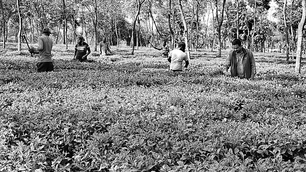 বালাপাড়ায় চা–গাছ পরিচর্যায় ব্যস্ত কয়েকজন শ্রমিক। সাম্প্রতিক ছবি।  প্রথম আলো