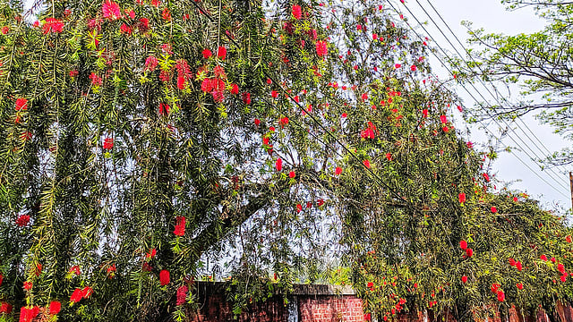বাংলাদেশ কৃষি বিশ্ববিদ্যালয়ের কেন্দ্রীয় খেলার মাঠ, টিএসসিসহ বিশ্ববিদ্যালয়ের বিভিন্ন জায়গায় বোতল ব্রাশের দেখা মেলে। ছবি: লেখক
