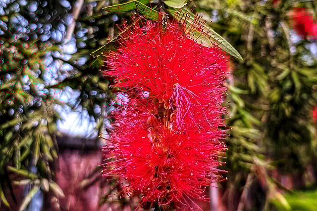 লাল বোতল ব্রাশ ফুলটি দেখতে সুন্দর। ছবি: লেখক