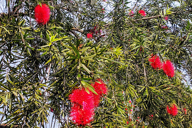 ফুল দেখতে দুধের বোতল পরিষ্কার করার ব্রাশের মতো। তাই হয়তো গাছটি বোতল ব্রাশ নামেই পরিচিত পেয়েছে। ছবি: লেখক