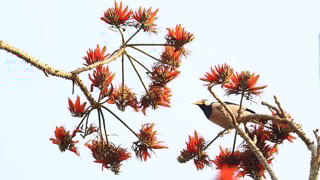 ফুলের মাঝে শালিক