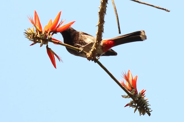 ফুলের মাঝে বুলবুলির খাবার অন্বেষণ
