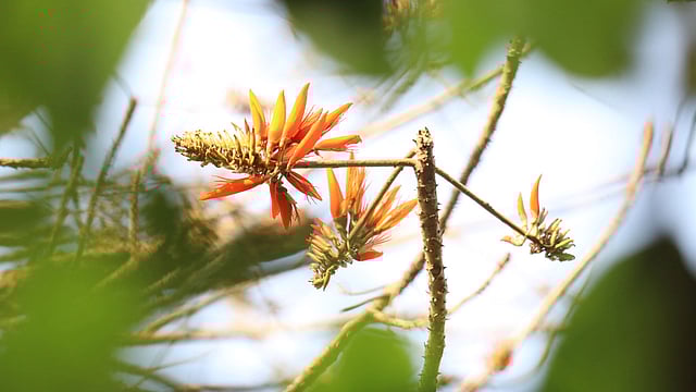 সবুজ পাতার মধ্যে লাল ফুলের ঝিলিক
