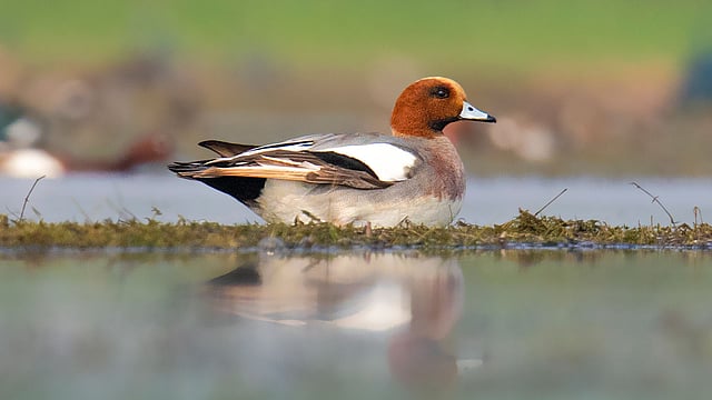 সিঁথিহাঁস। ছবি: লেখক