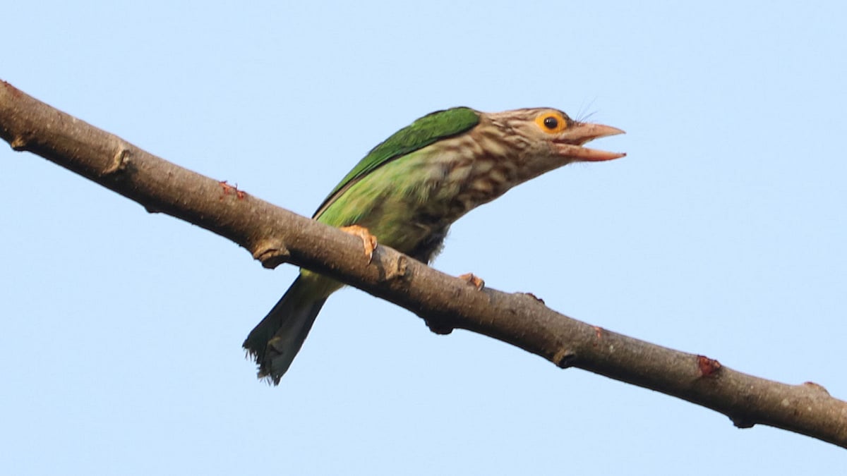 গাছের ডালে এসে বসেছে বসন্তবাউরি