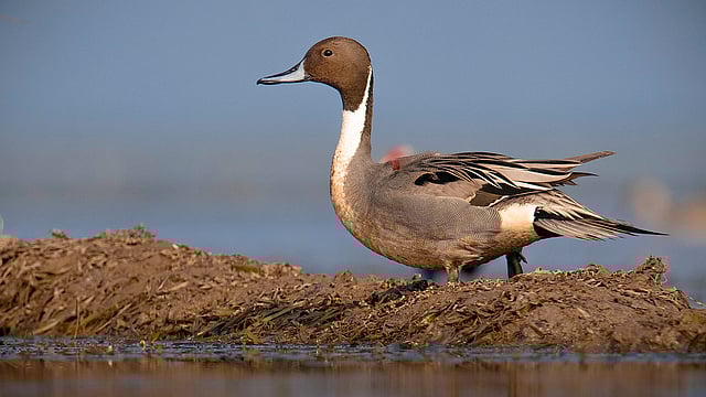 উত্তরে ল্যাঞ্জাহাঁস। ছবি: লেখক