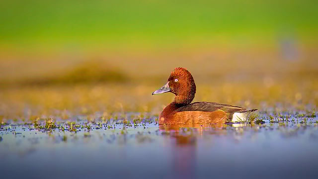 মরচে–রং ভূতিহাঁস। ছবি: লেখক