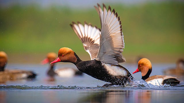 লালঝুঁটি ভূতিহাঁস। ছবি: লেখক