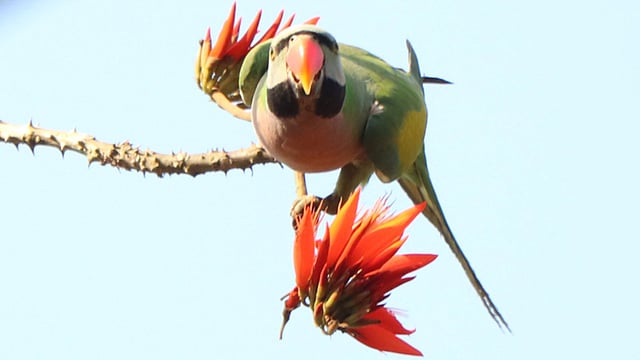 টিয়ার লাল ঠোঁটের সঙ্গে ফুলের লাল একাকার