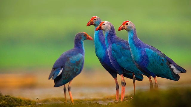 বেগুনি কালেম। ছবি: লেখক