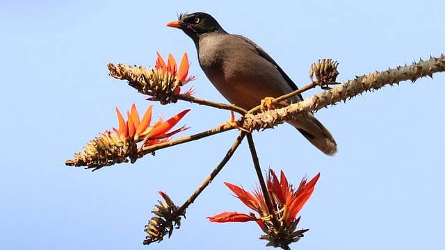 লাল ফুলের সনে শালিকের মিতালি