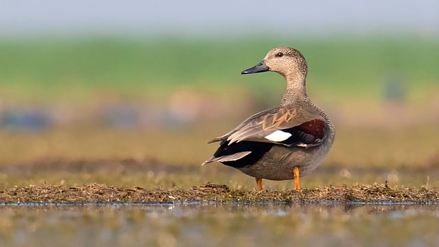 পিয়াং-হাঁস। ছবি: লেখক