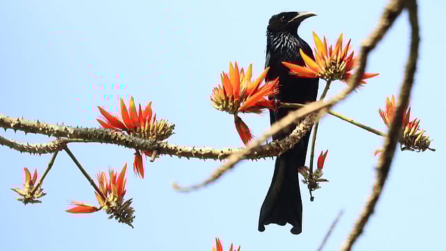 এসেছে ভিমরাজ পাখি