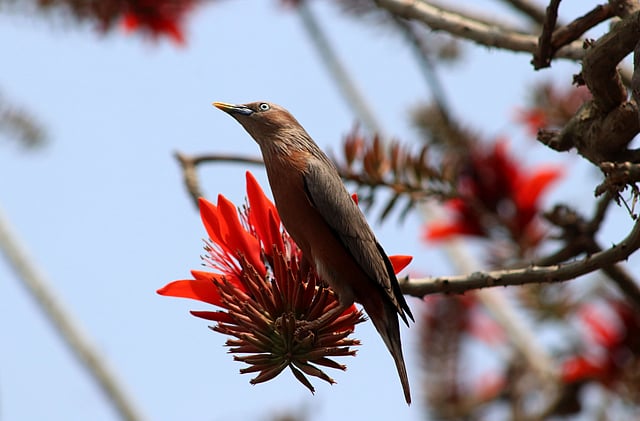 কাঁটামান্দার ফুলে নানান পাখির আনাগোনা