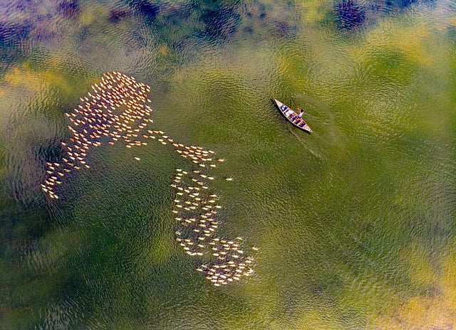 দল বেঁধে হাঁসের পাল হাওরের মাছ বা জলজ প্রাণী কিংবা শেওলা খায়। ছবি: তৌহিদ পারভেজ বিপ্লব