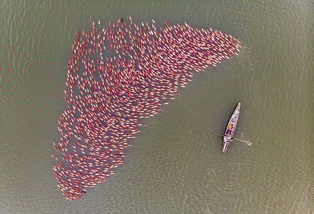 হাঁসের পাল নিয়ন্ত্রণ করতে হয় নৌকা দিয়ে। ছবি: তৌহিদ পারভেজ বিপ্লব
