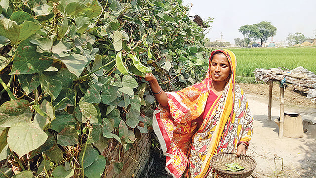 মুজিব বর্ষ উপলক্ষে গোদাগাড়ীর কালীদিঘি গ্রামকে নিরাপদ সবজী গ্রাম ঘোষণা করা হয়েছে। গতকাল বাড়ির পাশে খেত থেকে শিম তুলছেন শাহিনুর বেগম।  ছবি: প্রথম আলো