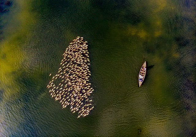 হাওরে মানুষ এসব হাঁস পোষেন এবং এই হাঁসের ডিম, বাচ্চা ও বড় হাঁস বিক্রি করেই জীবিকা নির্বাহ করেন। ছবি: তৌহিদ পারভেজ বিপ্লব