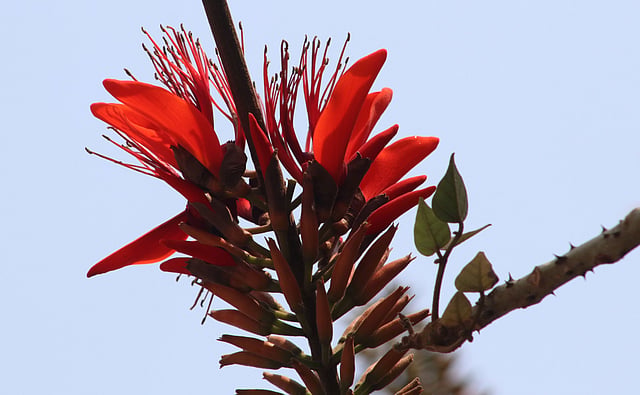 ফোটা ফুল দেখলেই পথিকের মন জুড়ায়