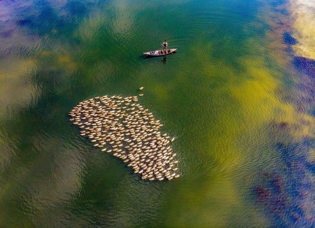 হাওরের মানুষ এসব হাঁস পোষেন এবং এই হাঁসের ডিম, বাচ্চা ও বড় হাঁস বিক্রি করেই জীবিকা নির্বাহ করেন। ছবি: তৌহিদ পারভেজ বিপ্লব