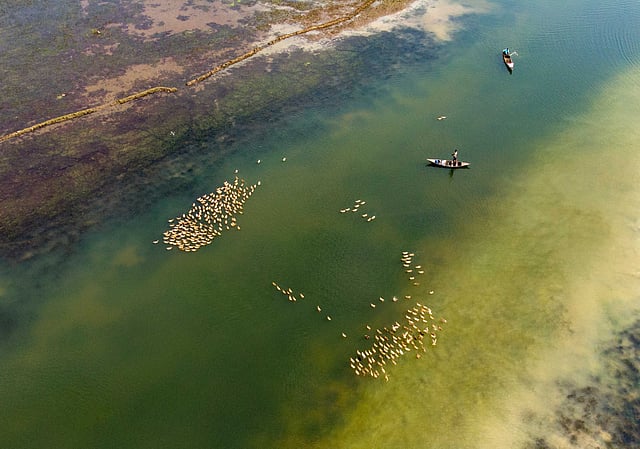 শুকনো মৌসুমে খাল-বিল-নদীর অল্প পানিতে খাবারের জন্য হাঁসের ঝাঁক নামিয়ে দেন খামারিরা। ছবি: তৌহিদ পারভেজ বিপ্লব