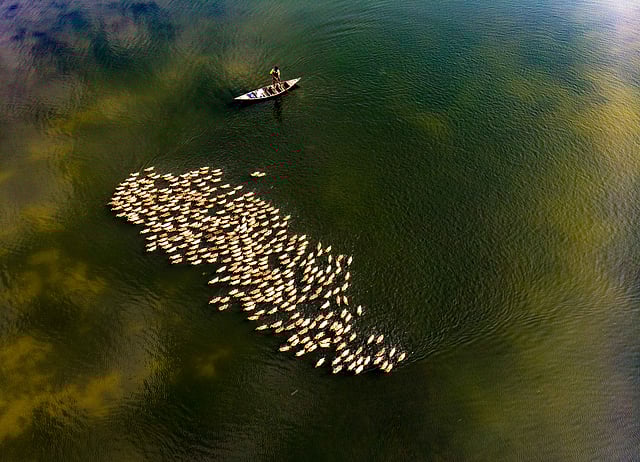 বিভিন্ন হাওরের খোঁয়াড় থেকে ডিম সংগ্রহ করে ব্যবসায়ীরা ঢাকাসহ সারা দেশে নিয়ে যাচ্ছে এখন। ছবি: তৌহিদ পারভেজ বিপ্লব