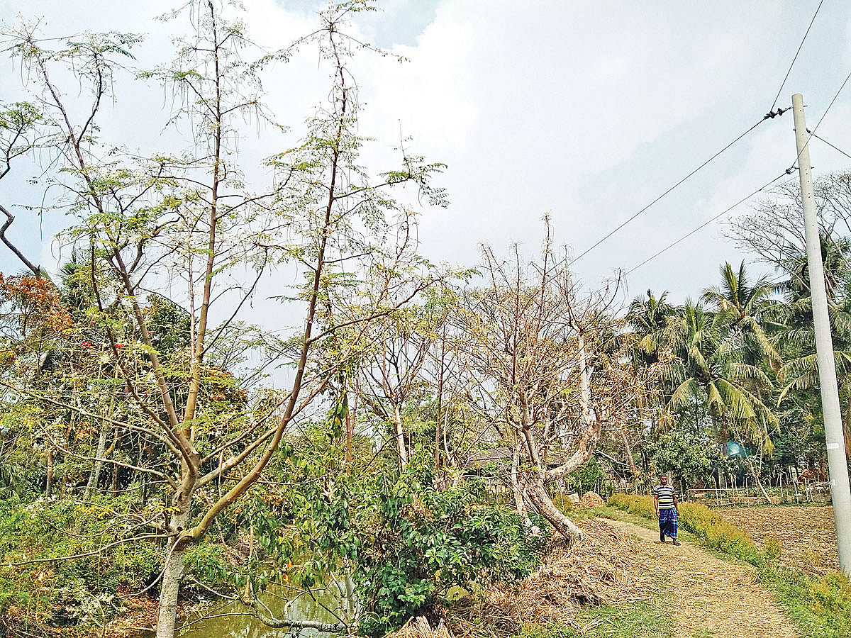 সারি সারি শজনে গাছ। সম্প্রতি খুলনার বটিয়াঘাটা উপজেলার ঝড়ভাঙ্গা গ্রামে।  ছবি: প্রথম আলো