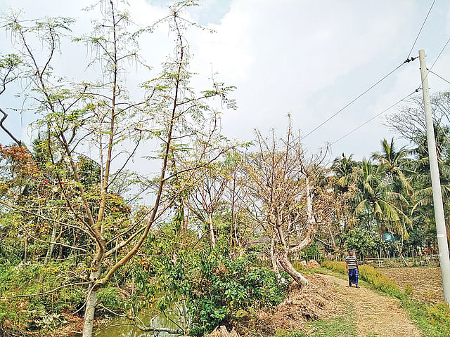 সারি সারি শজনে গাছ। সম্প্রতি খুলনার বটিয়াঘাটা উপজেলার ঝড়ভাঙ্গা গ্রামে।  ছবি: প্রথম আলো