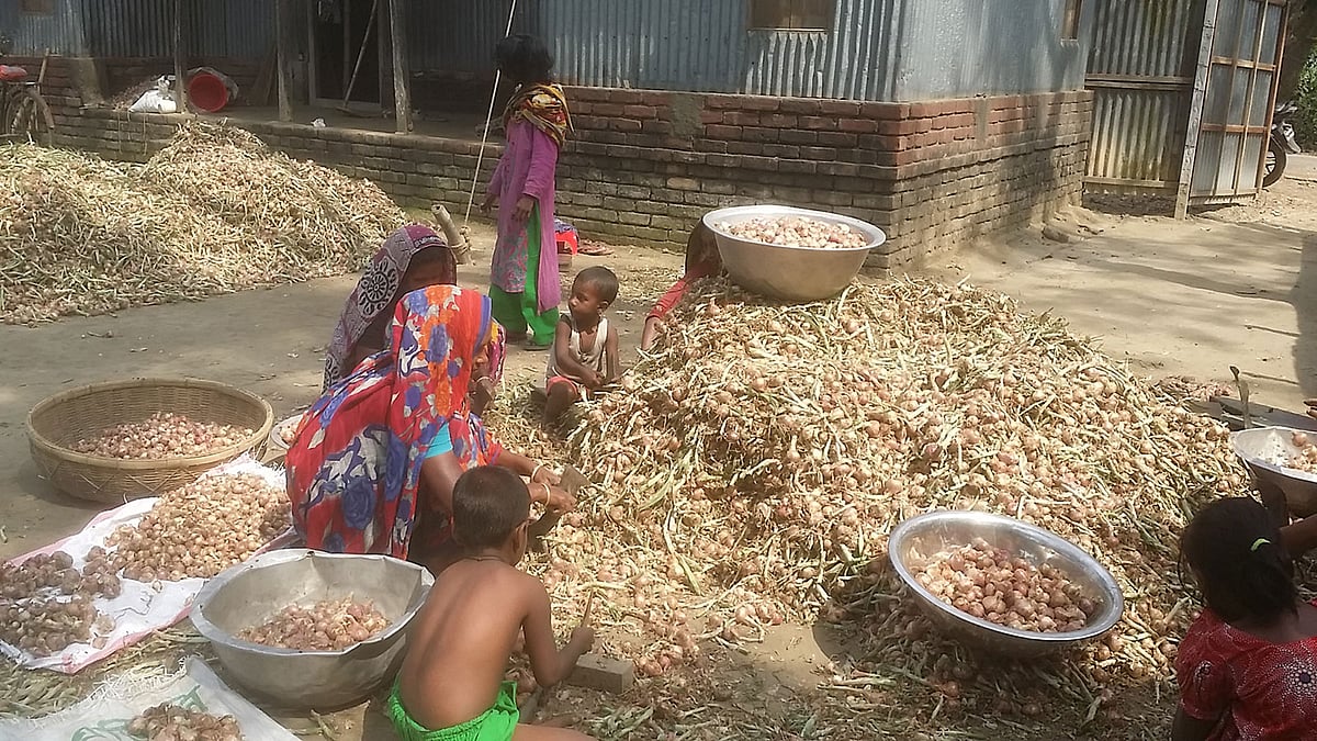 ভালো দামের আশায় কৃষকের মধ্যে পেঁয়াজ তোলা ও বাড়িতে নিয়ে পরিচর্যার ধুম পড়েছে। বেড়া, পাবনা, ১৯ মার্চ। ছবি: বরুন রায়