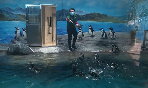 চীনের উহানে চিড়িয়াখানায় কাজ করছেন এক কর্মী। ছবি: রয়টার্স