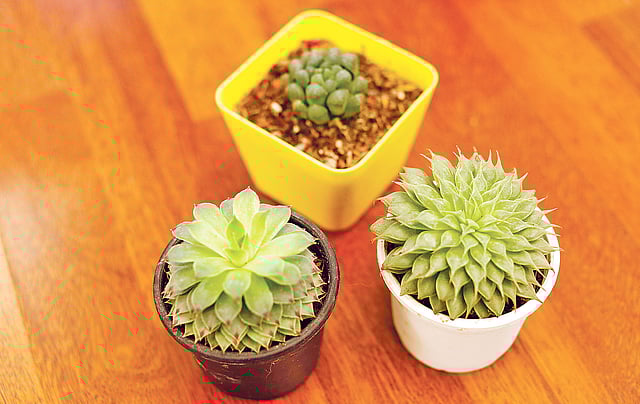 নানা ধরনের ক্যাকটাস। ছবি: সুমন ইউসুফ