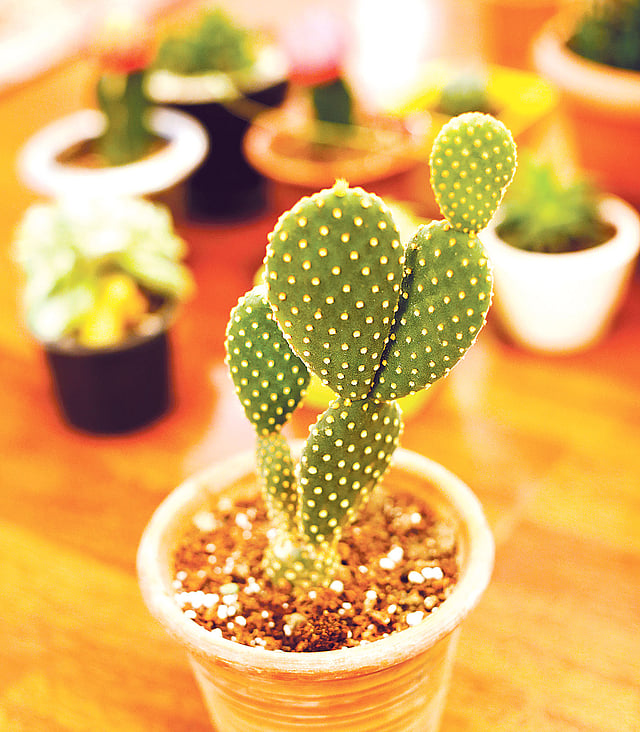 ক্যাকটাস বাঁচে অনেক দিন। কৃতজ্ঞতা: নাদিয়া আনোয়ার